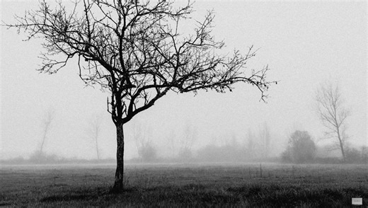 The Many Ways to Photograph a Tree