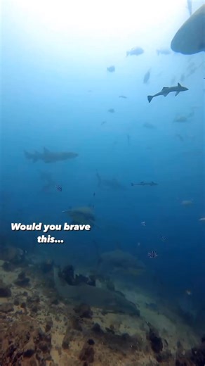 Diving will Bull sharks ✔️ Got to experience an amazing adventure with Bull, lemon, & nurse sharks with @aquatrekbeqa on my trip to Fiji! 🇫🇯🦈🤿 We each had a professional trained scuba diver with each of us during the whole dive, situated right behind us with long metal poles to redirect any sharks who got a little too curious with the divers. We were staged behind a rock wall while the sharks came through, then we got to go explore for just a few precious minutes (thanks to no-deco time!) an