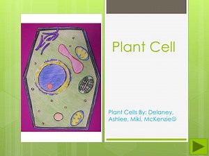 Plant Cell - SlideServe