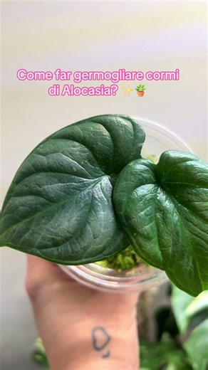 SECONDO ME, lo sfagno è uno dei migliori per far radicare i cormi..Mantine un’umidità costante e fa passare aria.. Voi cosa usate? #alocasiacare #piante #plantmom #plant #perte