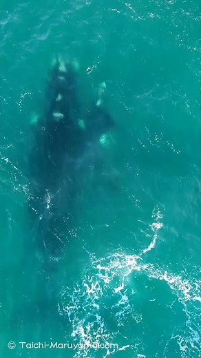 🐳ヤンチャな子セミクジラの連続ジャンプ！