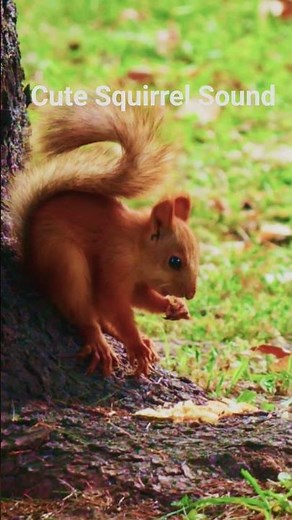 Cute Squirrel Sound