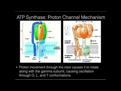 ATP Synthase: Proton-powered Rotation