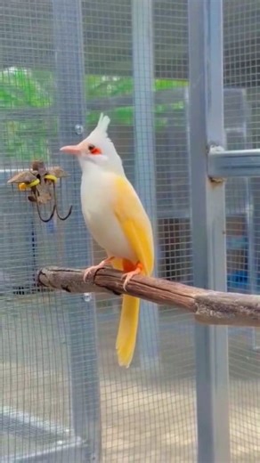 15K views · 378 reactions | High Mutation Red-whiskered Bulbul A rare and stunning beauty, this high mutation of the Red-whiskered Bulbul is truly a nature’s masterpiece. ✨ Disclaimer: This post is for educational and informational purposes only. All image/video credits go to the rightful owner. #RedWhiskeredBulbul #HighMutation #ExoticBirds #Bulbul #RareBirds #WildlifePhotography #BirdLovers #BeautifulBirds #NatureBeauty #BirdWatching | Nihal Bird's Canvass | Facebook