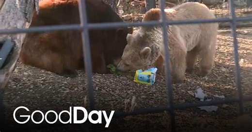 Molly Meets Folsom Zoo Sanctuary's First-Ever Eurasian Brown Bear!