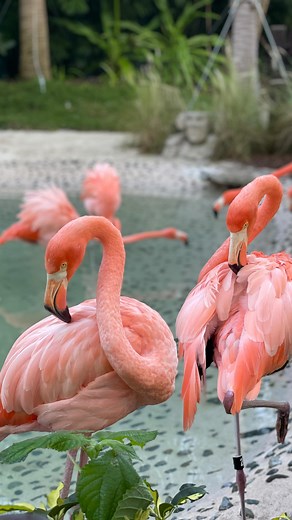 Discovery Cove, Un parque donde viviras una experiencia Increible Ademas es todo incluido 😱🤩! 🕗El parque abre a las 7 am y Cierra a las 5pm. ✅El parque ofrece desayuno, almuerzo, snack y bebidas ilimitadas ✅Si te gustaría tener bebidas alcoholicas ilimitadas puedes agregarlas por un Costo adicional. Estas son algunas de las cosas que puedes disfrutar en el parque. 🐬puedes nadar con delfines 🦈Nadar con tiburones 🐠 Nadar con peces y manta rayas 🦩 Tener encuentro con Flamingos 🐦‍⬛Encuentro 