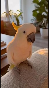 🦜 Sunny the cockatoo says “I Love You!” ❤️🥰😊 Kiss-kiss moment. 💛 | Sunny the Cockatoo