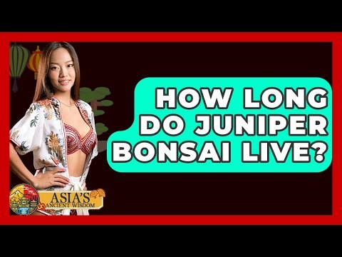 How Long Do Juniper Bonsai Live? - Asia's Ancient Wisdom