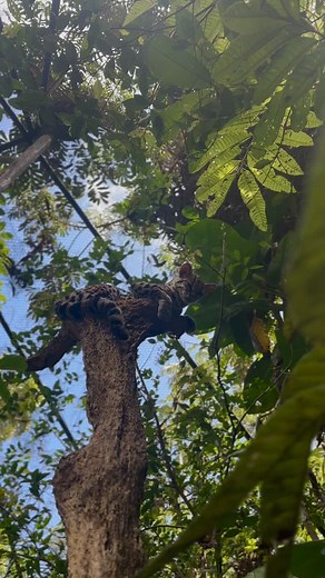 Margay fun facts! 🐾 Margays are excellent climbers and spend most of their time in trees. 🐾 They use their long tails as counterweights for stability and balance high up in the forest trees. 🐾 Margays have very flexible ankles that can rotate 180 degrees. This allows them to jump from tree to tree, hang onto branches efficiently, and climb down a tree trunk headfirst. | The Belize Zoo & Tropical Education Center