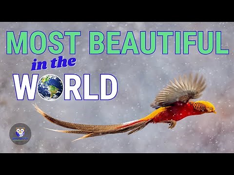 The 7 Most Beautiful Birds In The World