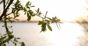 Human relations and counselling