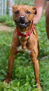 South Park, PA - Vizsla. Meet Rusty a Pet for Adoption - AdoptaPet.com
