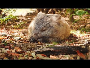 Relax with a Sleeping Wombat 4K - Peaceful Relaxing Sound - 4K Video UltraHD