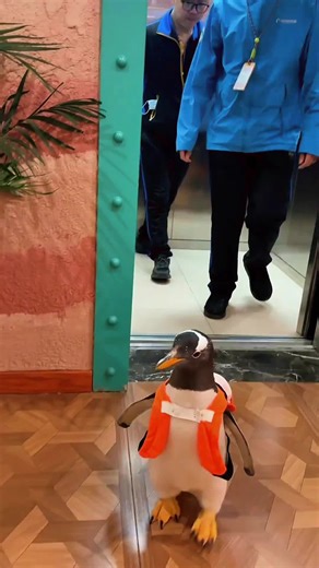Penguin Fun: Funny Animals for Christmas 2025
