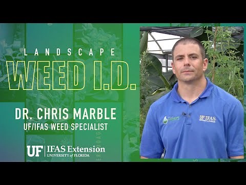 Florida Weed I.D. - Nutsedge