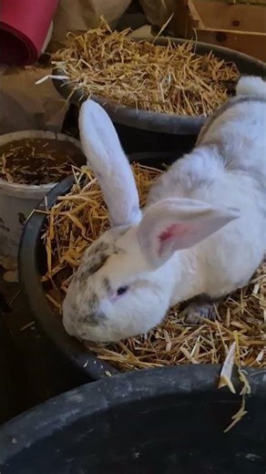 Hermann #bunny #kaninchen #rabbit #hasen #funny #shorts #lustig #lol #fyp #happy #love #animals #süß