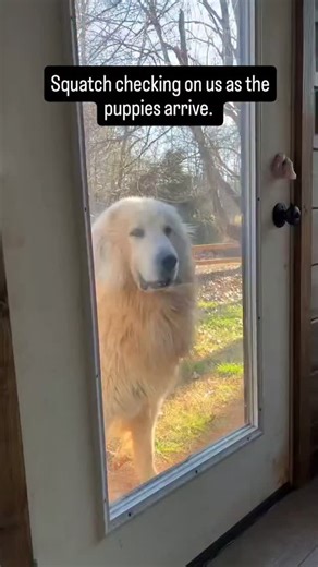 He just wants to make sure everything and everyone is OK. Good boy!! Great Pyrenees, great Pyrenees puppies, livestock guardian, livestock Guardian dogs, puppy training, dog training, adorable puppies, working dog, livestock guardian breed, LGD, homestead education, Tennessee farm, dog breeder, big white dog, giant dogs, pyr paw . . . . #hilltopgreatpyrenees #greatpyrenees #livestockguardiandog #greatpyreneesofig #greatpyreneesofthehour #greatpyreneeslife #adorablepuppies #puppytraining #greatpy