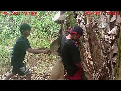 (PUNO SA SAGING ANG GITIRA) ‪@mahafuntv3‬@Bisaya vines