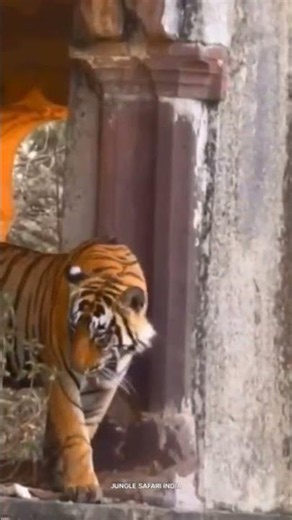 🐅 Jungle Safari India | India's Wildest Adventures Await! 🌿🇮🇳 Ranthambore National Park|