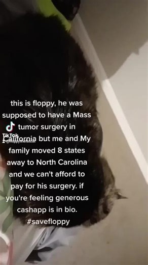 floppy on TikTok