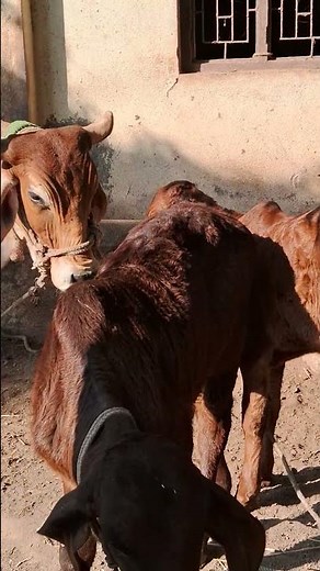 The Complete Guide to Cow Farming: Tips & Techniques