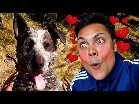 MEET MY NEW PUPPY BOOMER ^_^ !!! (Far Cry 5 Gameplay)