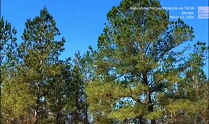 Falling Tree Turns Into A Pollen Storm