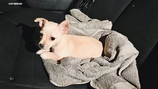 Merced CHP find unlikely passenger at DUI stop