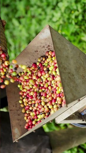[8] Coffee Steps: Exploring theProduction Process #GDR #short