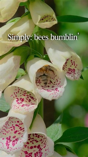 Simply: Bees Bumblin’ 🐝🌼 #wildlife #bumblebee #macrophotography