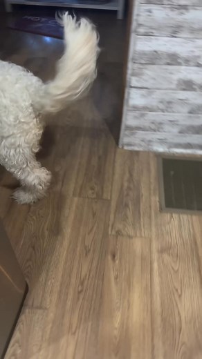 I brought this kitten in this morning and Bailey thinks she belongs to her . She was very gentle with her she was just overly excited 😆 The kitten now has a new name ..Georgie . Remember the cartoon I will love him and squeeze him and call him George ..except she’s a Georgie Also anyone want this sweet kitten . She’s got the bluest eyes and a big fluff ball | Lora Vance