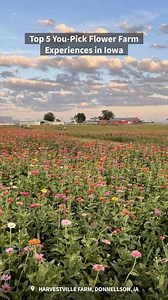 🌸 Discover the Blooming Beauty of Iowa's Flower Farms! 🌸 Embrace the serenity of nature and plan your next adventure to explore these picturesque flower farms. 🌼 | Travel Iowa