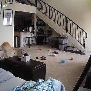 ANARCHY!!! | Best Pets Ever