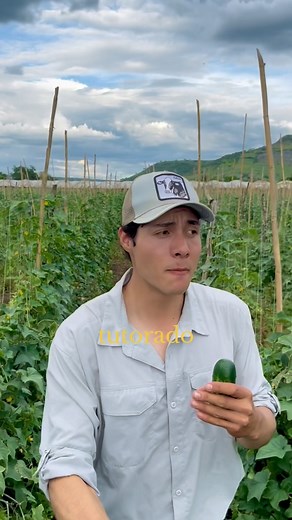 Cultivo de pepino con tutoraje 🥒🤠 #pepino #cultivo #siembra #tips #agricultura #agronomia #campo #johanserratos | Johan Serratos agro