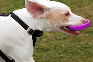 Winga Dog Toy: Step up Your Frisbee Skills With This Gadget, Your Dog Will Thank You