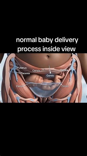 Normal Baby Delivery Process: An Inside View