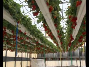 Palestinian Farmers Attend Israeli Agricultural Exhibition