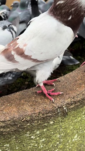The Fascinating World of Pigeons: Nature's Adaptable Birds