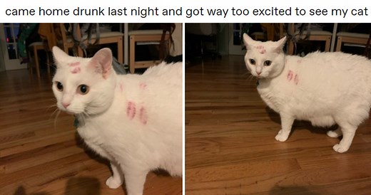 Came Home Drunk and Got Way Too Excited to See My Cat | Know Your Meme