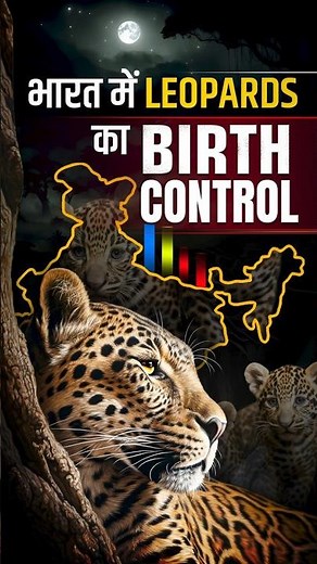 India’s First Wildlife Birth-Control! 🐆🇮🇳 #leopard #wildlife #animals