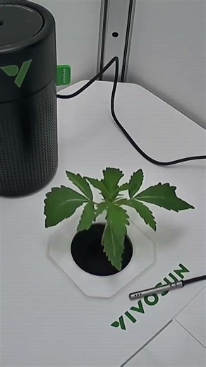 VIVOSUN Smart Grow Box DWC Novice Grower (Skywalker OG Auto) #indoorgrow #hydroponics #vivosun