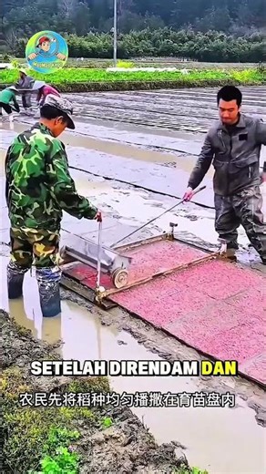 Teknologi GILA Tanam Padi Otomatis, Lebih Cepat dari Manusia!