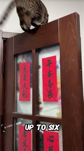 How Cats Can Jump So High?