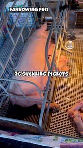 75K views · 581 reactions | 26 new piglets at the farrowing area. 爐 #pig #baboy #farmlife #fbreels #fypシ゚viralシ #foryou #shorts #chasefarm⚡️(Feeds: Sorosoro Ibaba Development Cooperative) | Chase Farm | Facebook