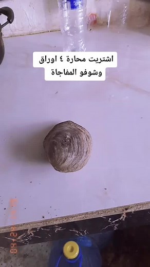 Exploring a Large Shell Object in the Kitchen