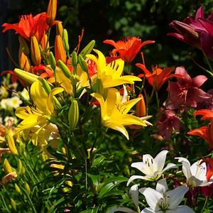 Flowering Perennials For Sale Online at TN Nursery