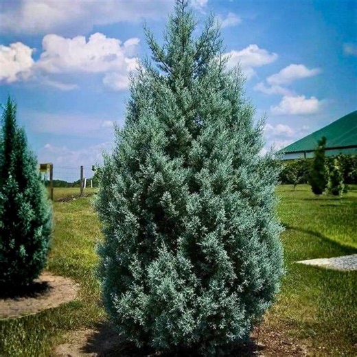 Carolina Sapphire Arizona Cypress Tree – Live Evergreen Conifer Plant - Etsy