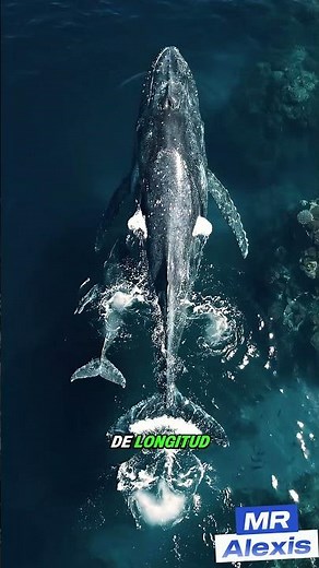 La Ballena Azul: El Animal Más Grande del Mundo 🌊