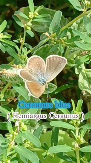 wildlife | butterfly 🦋🦋