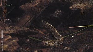 close up of an a snake with its head, Ultra hd 4k, real time